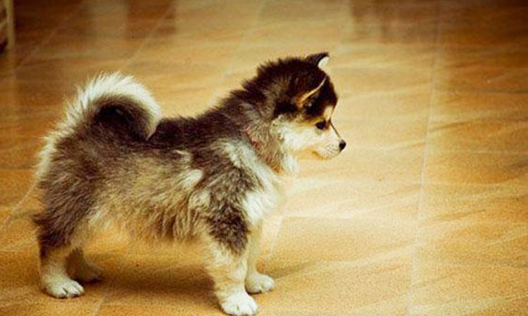 24-croisements-qui-donnent-naissance-a-des-chiens-hors-du-commun-une