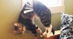 30-chiens-et-chats-qui-nont-pas-bien-compris-comment-utiliser-le-mobilier-de-leur-maitre-une