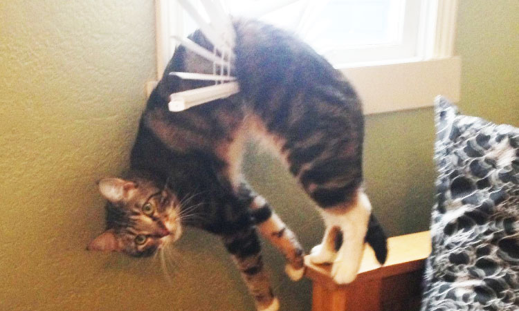 30-chiens-et-chats-qui-nont-pas-bien-compris-comment-utiliser-le-mobilier-de-leur-maitre-une