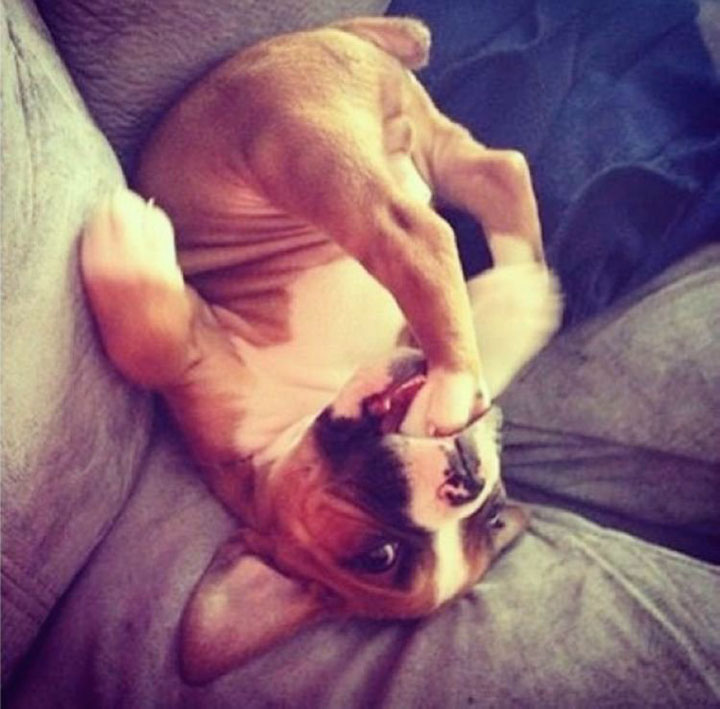 30-chiens-et-chats10