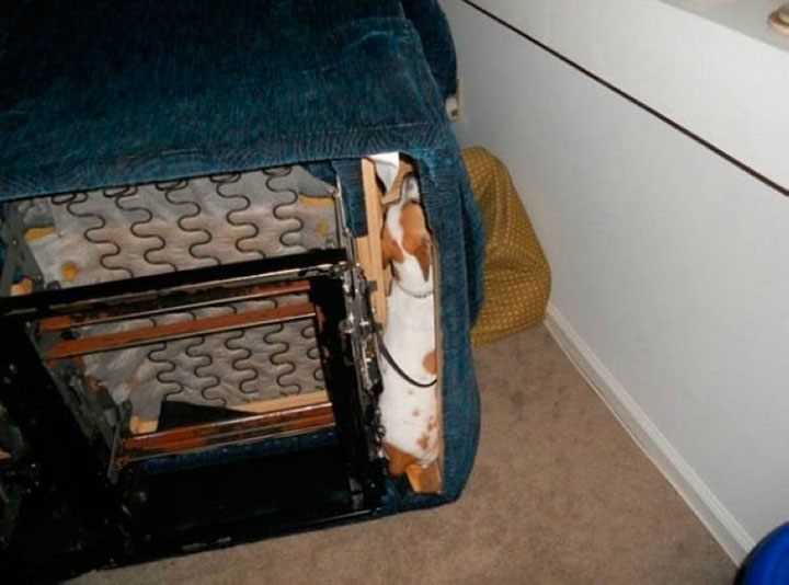 30-chiens-et-chats15