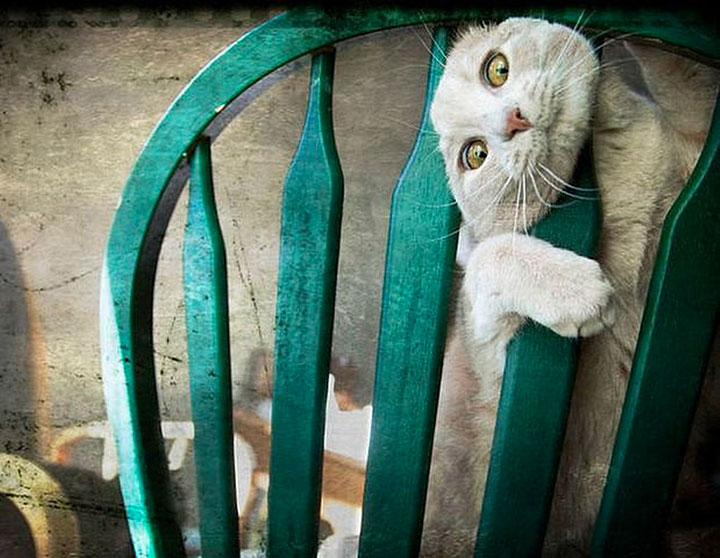 30-chiens-et-chats20