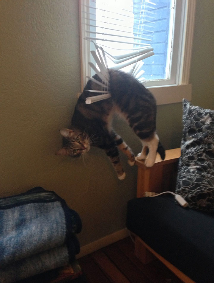 30-chiens-et-chats27