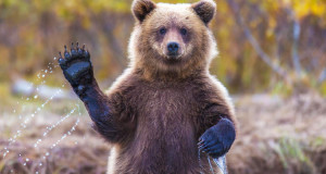 35 ours super marrants qui se comportent comme des humains-une