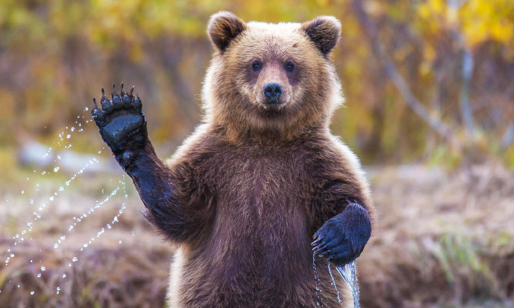 35 ours super marrants qui se comportent comme des humains-une