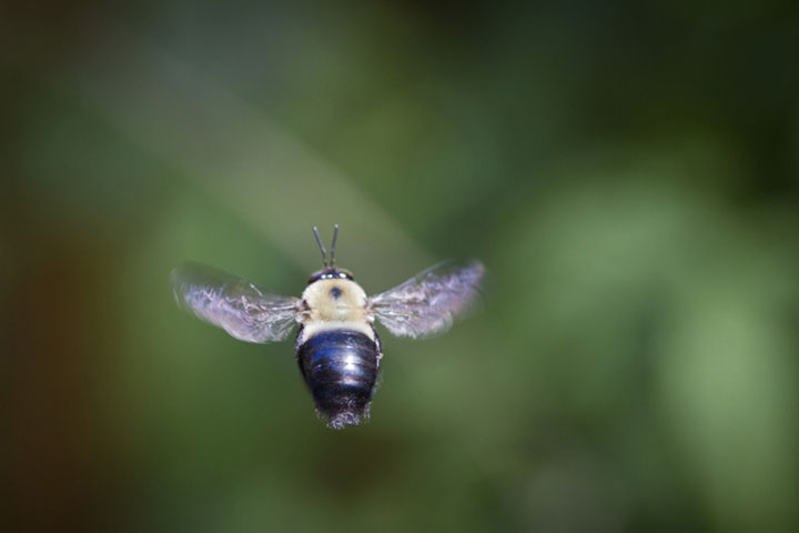 abeilles-super-heros11