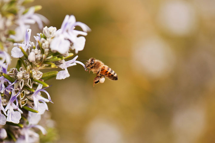 abeilles-super-heros12