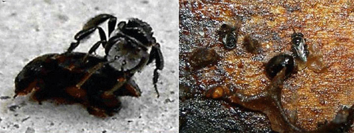 abeilles-super-heros13