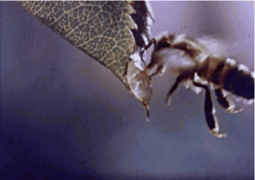 abeilles-super-heros2