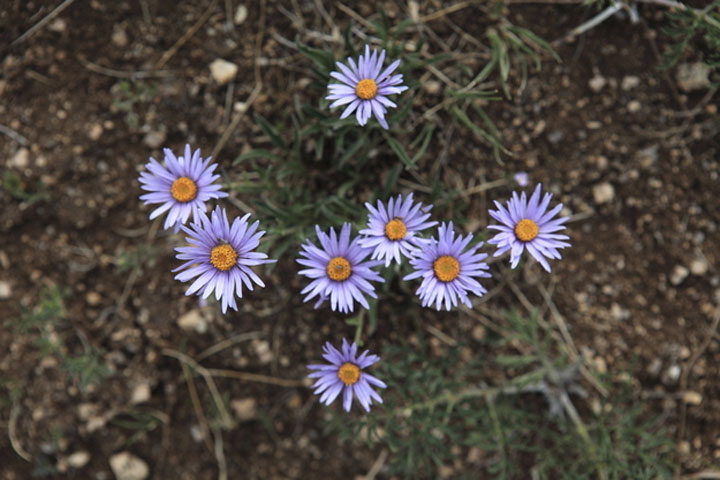 abeilles-super-heros9