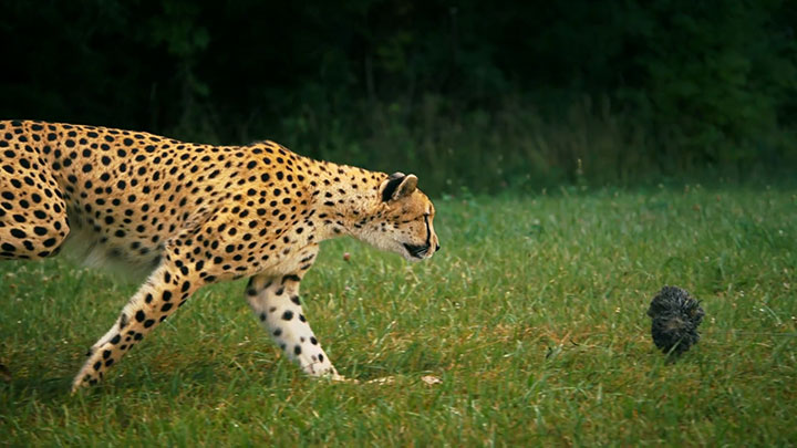 admirez-lelegance-du-guepard-en-pleine-course10