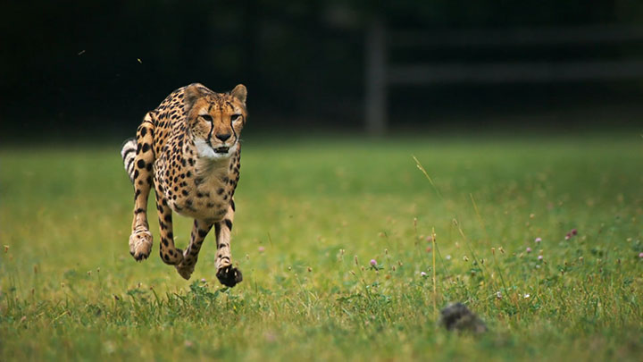 admirez-lelegance-du-guepard-en-pleine-course2