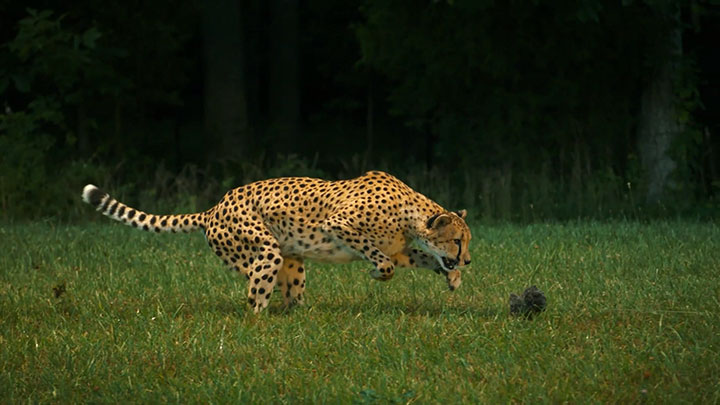 admirez-lelegance-du-guepard-en-pleine-course6