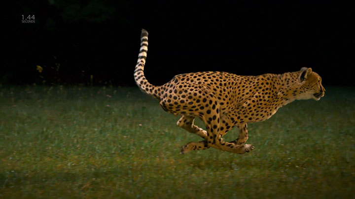 admirez-lelegance-du-guepard-en-pleine-course8