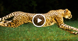 admirez-lelegance-magistrale-du-guepard-en-pleine-course-grace-a-cette-magnifique-video-au-ralenti-une