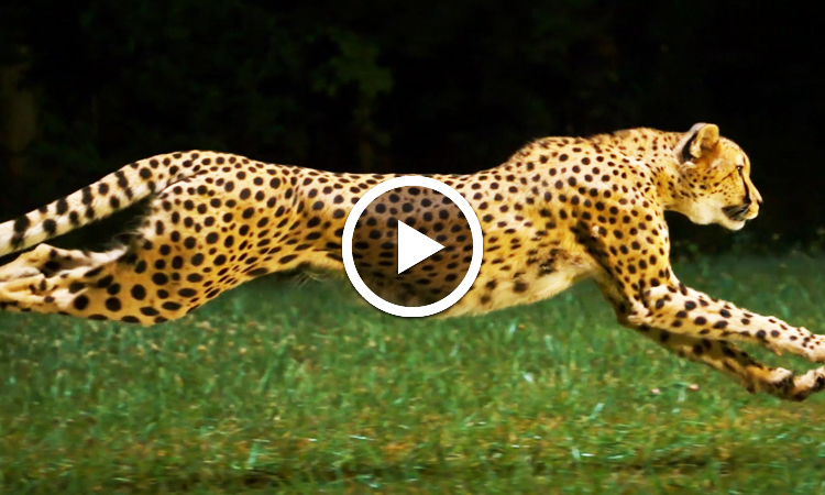 admirez-lelegance-magistrale-du-guepard-en-pleine-course-grace-a-cette-magnifique-video-au-ralenti-une