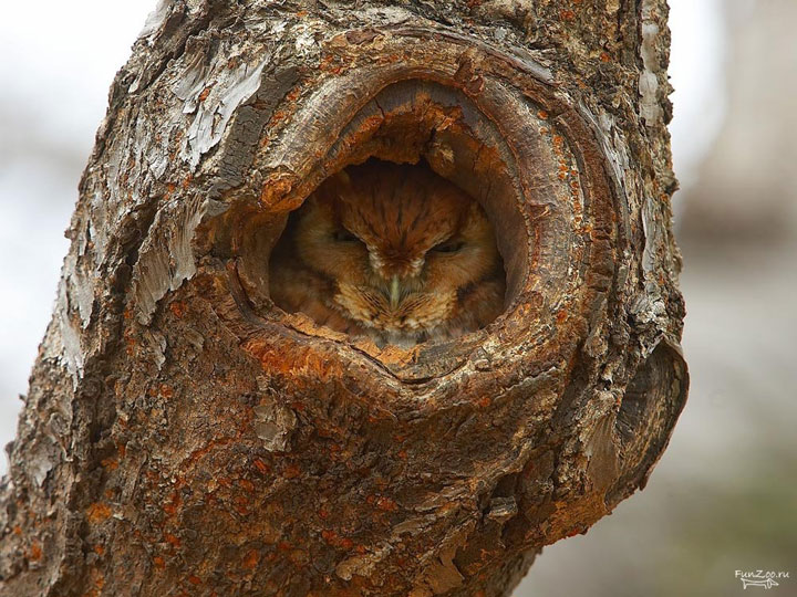 camouflage-de-hiboux24