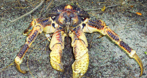 ce-crabe-titanesque-est-capable-dexploser-les-noix-de-coco-grace-a-ses-pinces-destructrices-une