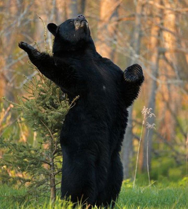 des-ours-aux-comportements-humains11