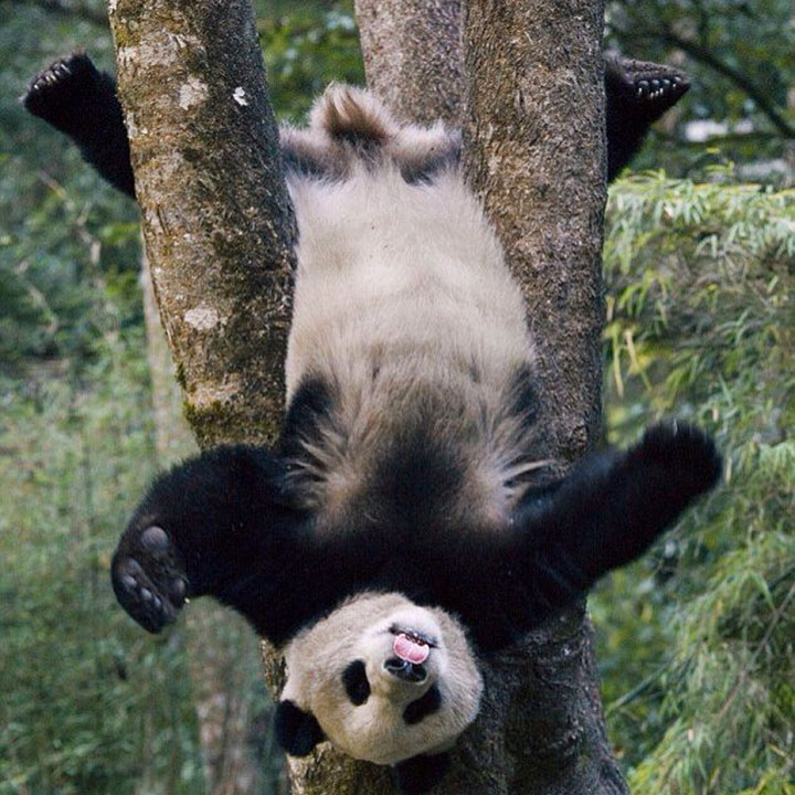 des-ours-aux-comportements-humains20