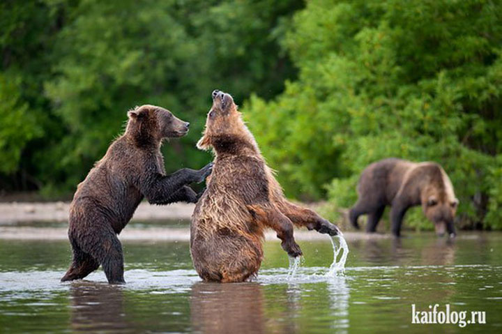 des-ours-aux-comportements-humains24