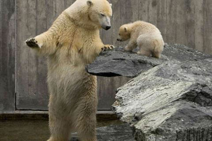 des-ours-aux-comportements-humains28