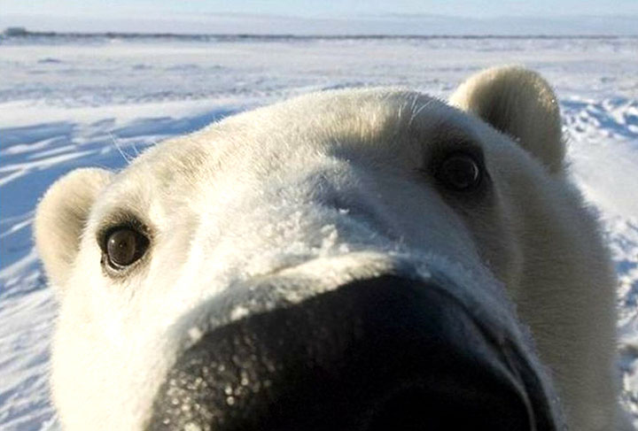 des-ours-aux-comportements-humains29