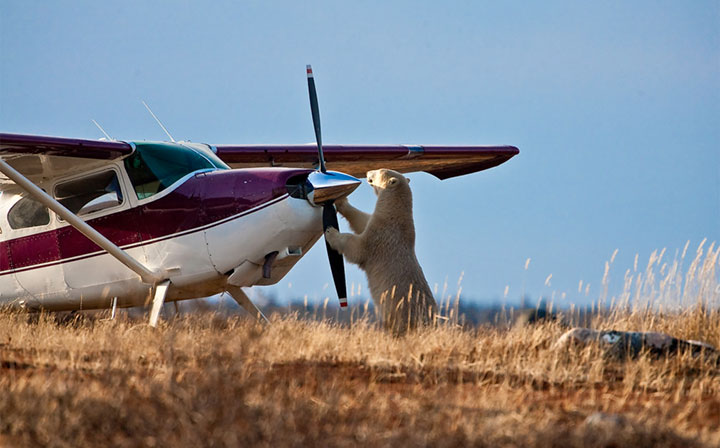 des-ours-aux-comportements-humains30