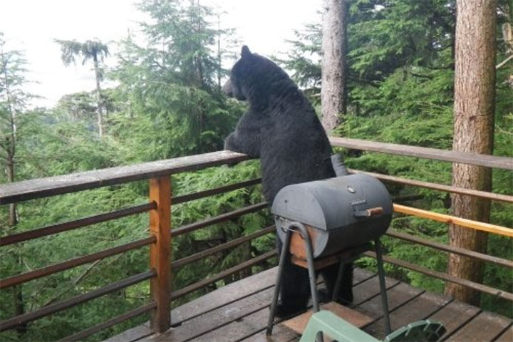 des-ours-aux-comportements-humains32