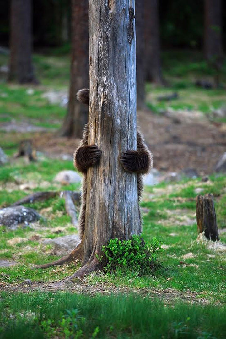 des-ours-aux-comportements-humains9