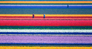 fetons-larrivee-du-printemps-avec-15-magnifiques-champs-de-fleurs-une