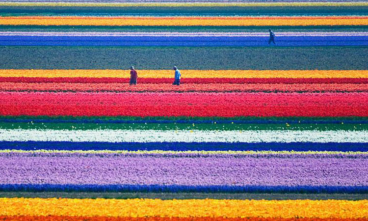 fetons-larrivee-du-printemps-avec-15-magnifiques-champs-de-fleurs-une