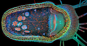 les-10-incroyables-photographies-gagnantes-du-concours-olympus-bioscapes-une