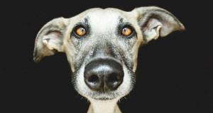 une-artiste-allemande-realise-des-portraits-intimes-et-droles-de-ses-trois-adorables-chiens-une