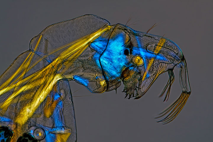 voici-les-gagnants-de-limage-microscopique-de-lannee-20138