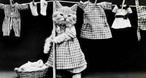 vous-pensiez-que-la-mode-des-chats-venait-dinternet-nos-ancetres-sen-amusaient-deja-en-1915-une