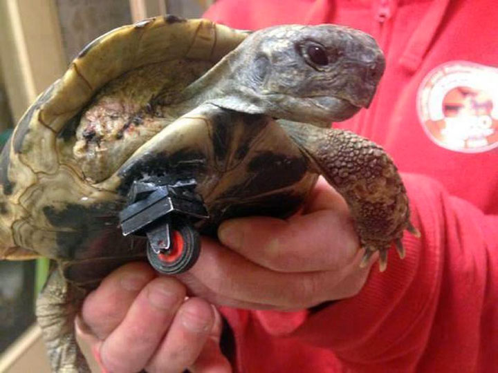 20-animaux-dont-le-quotidien-a-ete-rendu-meilleur-grace-a-des-protheses10