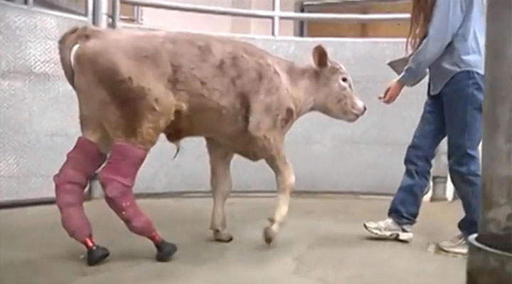 20-animaux-dont-le-quotidien-a-ete-rendu-meilleur-grace-a-des-protheses13