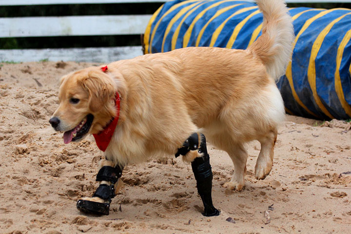 20-animaux-dont-le-quotidien-a-ete-rendu-meilleur-grace-a-des-protheses14