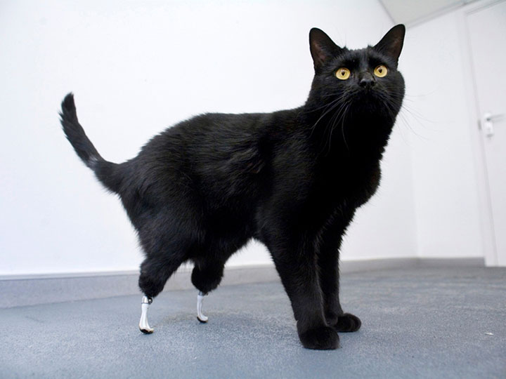 20-animaux-dont-le-quotidien-a-ete-rendu-meilleur-grace-a-des-protheses18