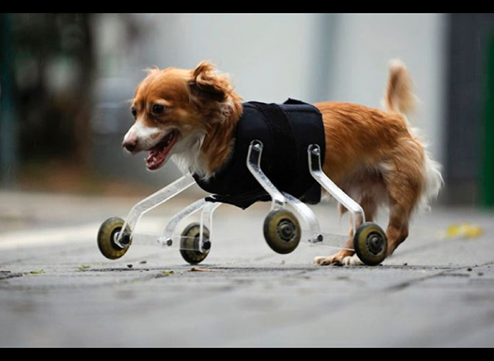 20-animaux-dont-le-quotidien-a-ete-rendu-meilleur-grace-a-des-protheses19