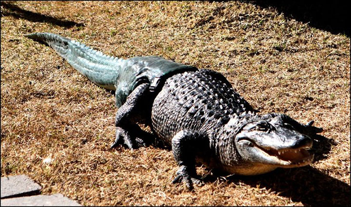 20-animaux-dont-le-quotidien-a-ete-rendu-meilleur-grace-a-des-protheses22