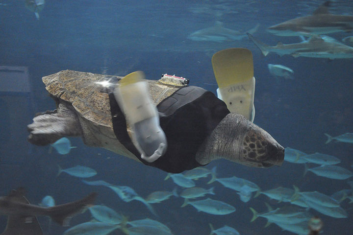 20-animaux-dont-le-quotidien-a-ete-rendu-meilleur-grace-a-des-protheses3