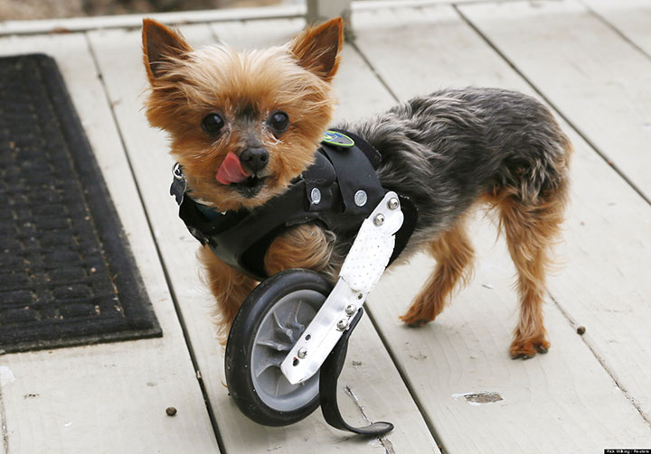 20-animaux-dont-le-quotidien-a-ete-rendu-meilleur-grace-a-des-protheses5