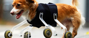 20-animaux-handicapes-retrouvent-leur-joie-de-vivre-grace-a-des-protheses-concues-sur-mesure-une