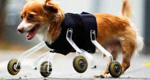 20-animaux-handicapes-retrouvent-leur-joie-de-vivre-grace-a-des-protheses-concues-sur-mesure-une