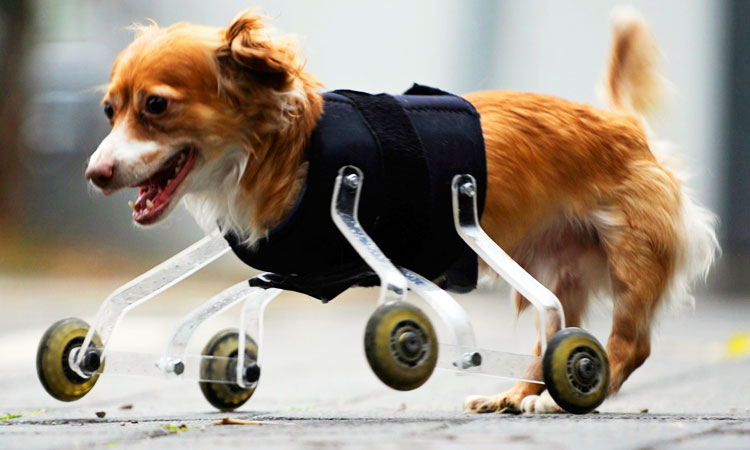 20-animaux-handicapes-retrouvent-leur-joie-de-vivre-grace-a-des-protheses-concues-sur-mesure-une