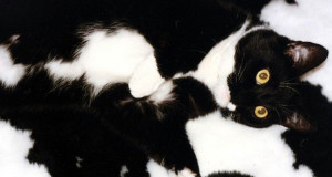 24-chiens-et-chats-qui-ne-manquent-pas-de-talent-pour-se-camoufler-aux-yeux-de-leur-maitre-une