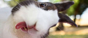 24-photos-animaux-pas-en-leur-faveur-une