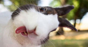 24-photos-animaux-pas-en-leur-faveur-une